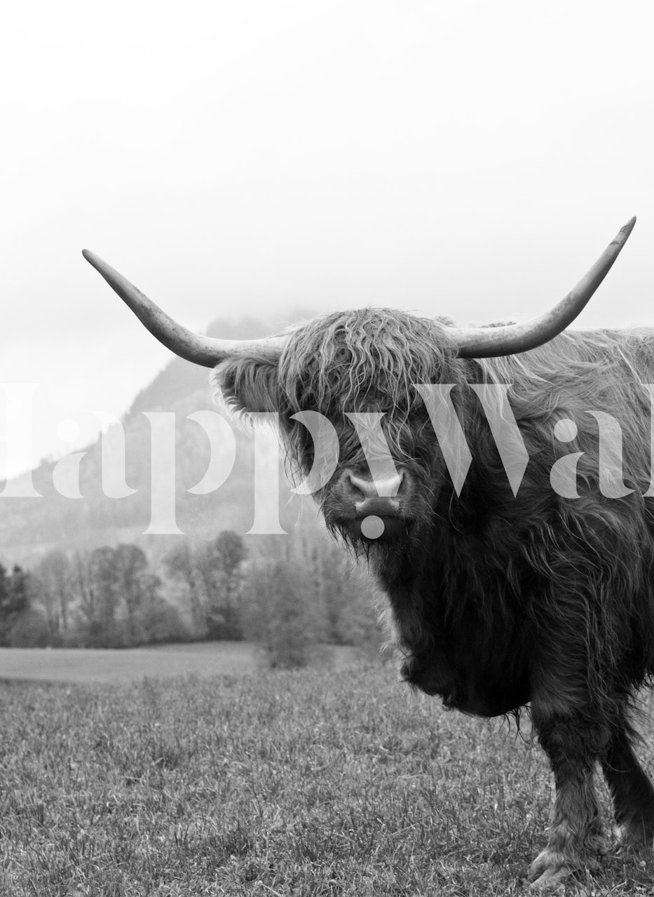 Highland Cow Tapete in einem modernen Raum