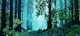 Inside the Woods