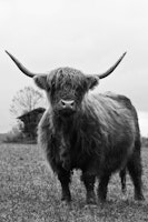 Highland Cow Black White 3 tapetit