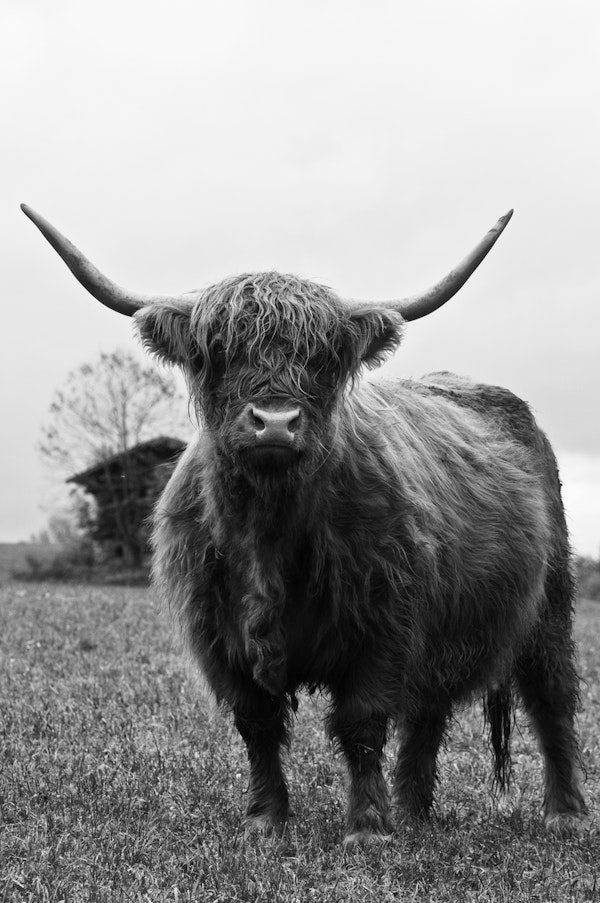 Highland Cow Black White 3