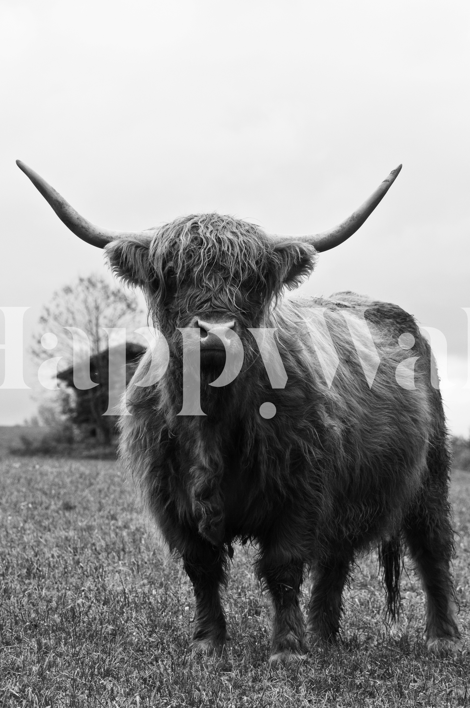 Highland Cow Black & White 3 Wallpaper | Happywall