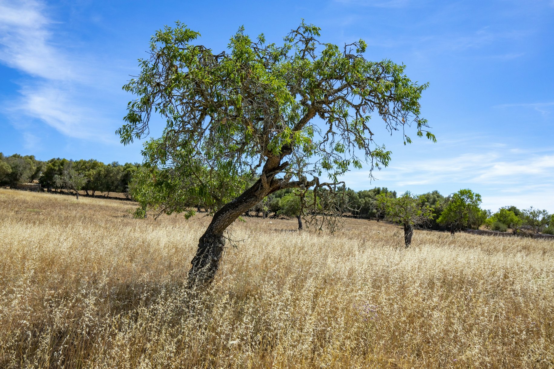 Mediterranean landscape wallpaper - Happywall