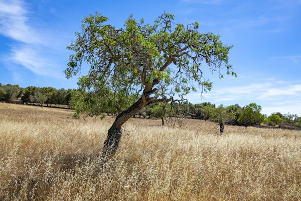 Mediterranean landscape