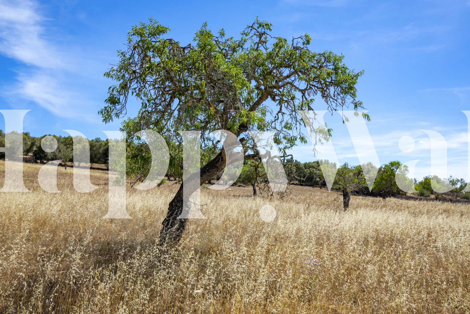 Mediterranean landscape with trees and golden grass wallpaper