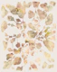 Autumnal Foliage