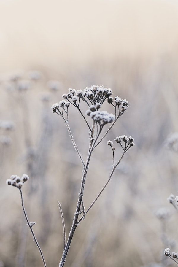 Fragile Plants On Winter Day