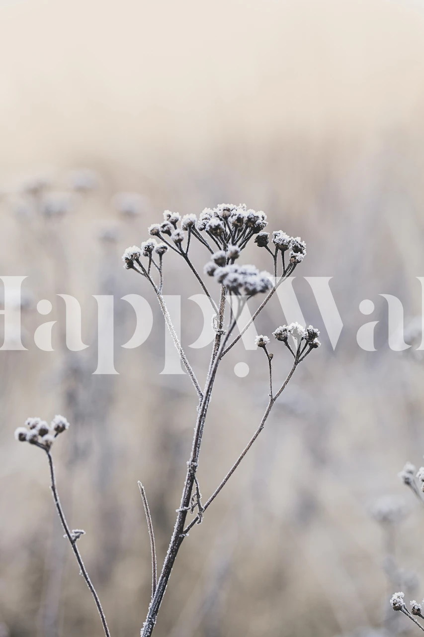 Delicate winter plants wallpaper