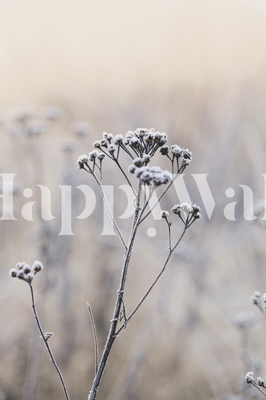 Zarte Winterpflanzen Fragile Plants On Winter Day