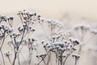 Fragile Plants Winter Morning tapete