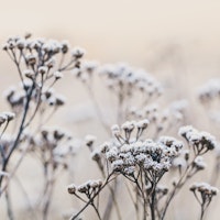 Fragile Plants Winter Morning wallpaper