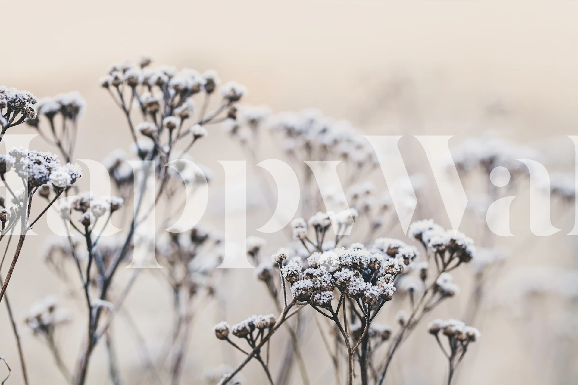 Winterochtend behang met Fragile Plants