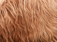 Highland Cow Fur 1 carta da parati