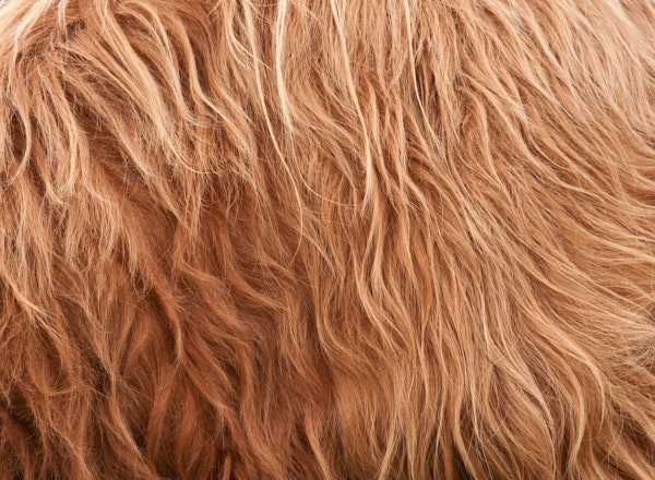 Highland Cow Fur 1