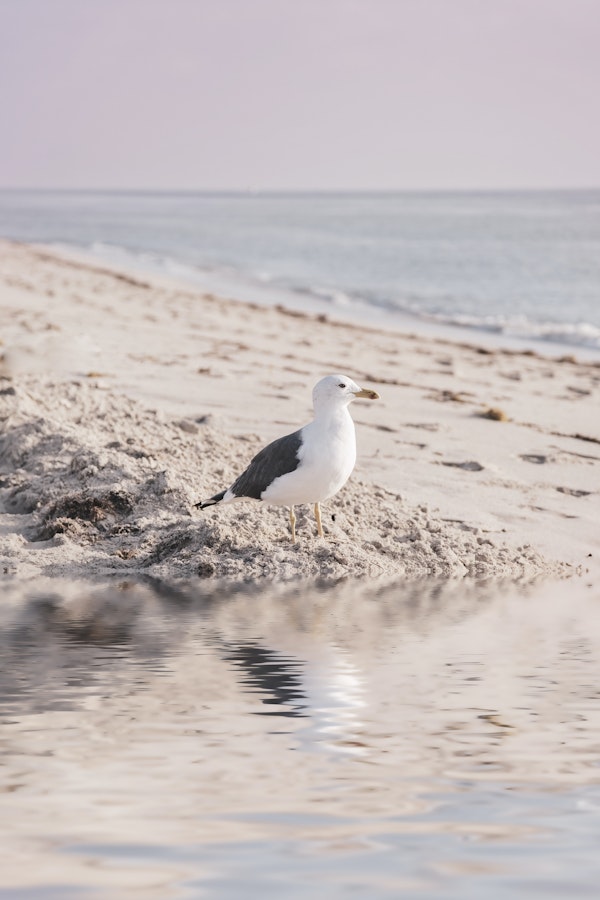 Sea Gull Pastel Seaview