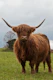 Highland Cow 4