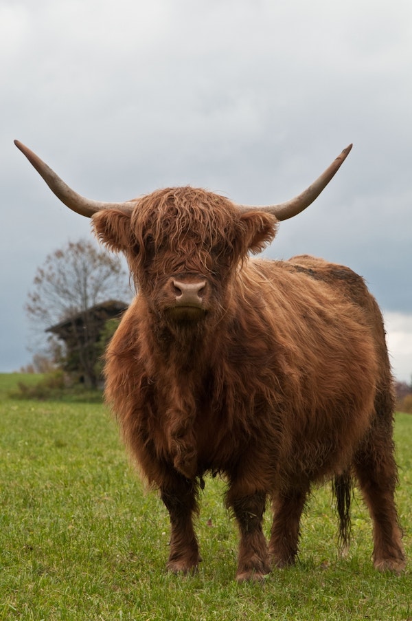 Highland Cow 4