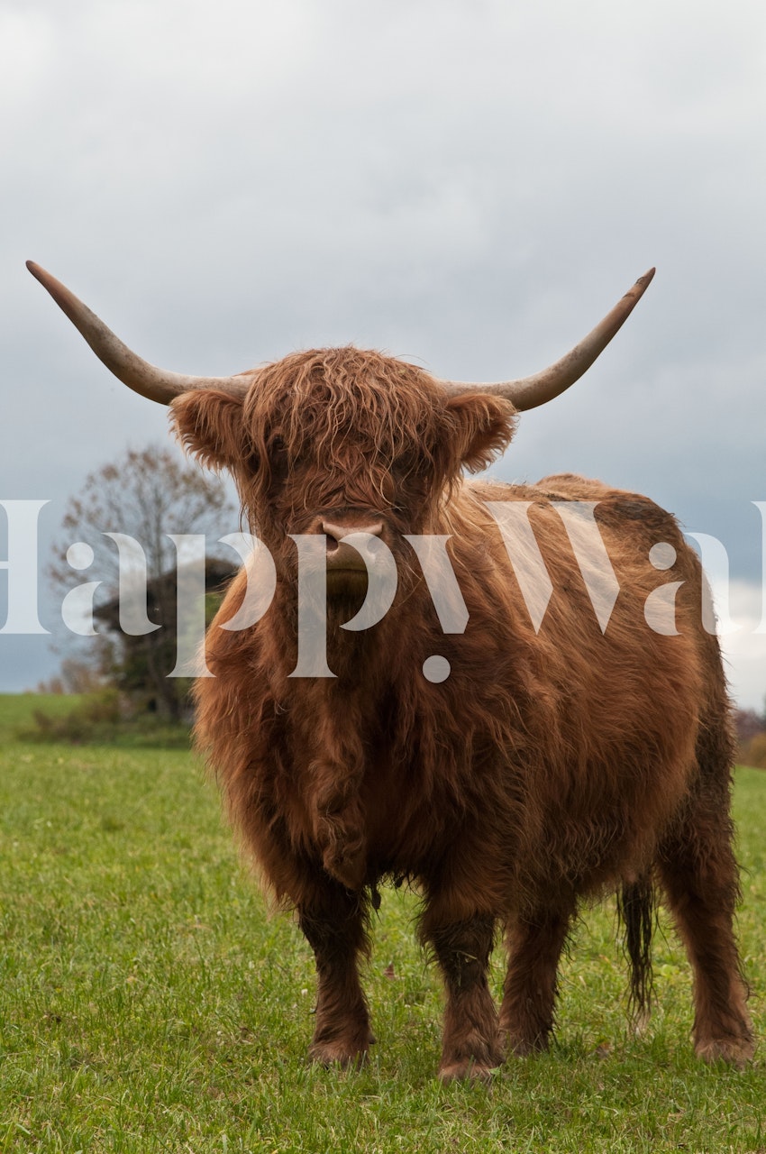 tapeta Highland Cow prikazana u sobi
