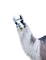 Cute Llama 1 tapete