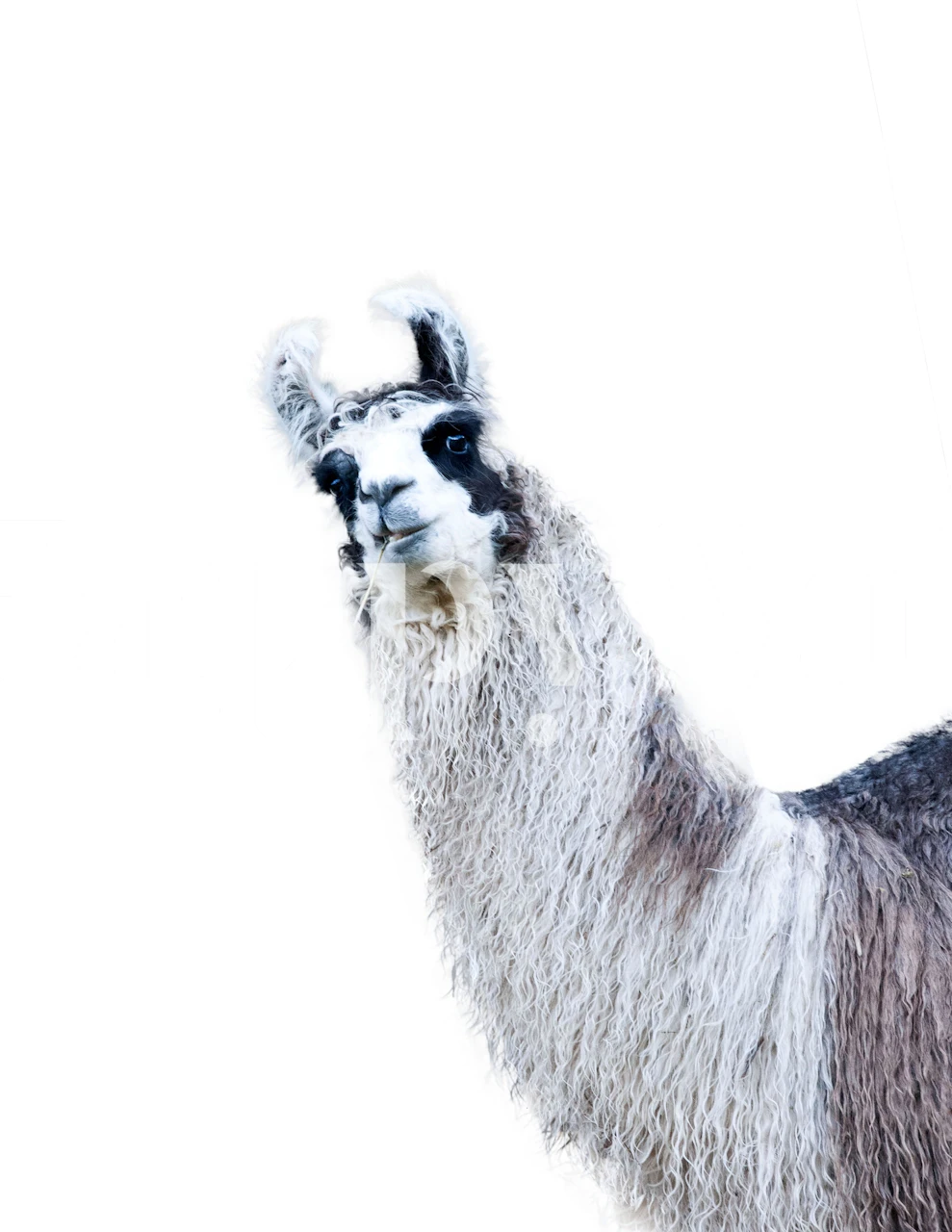 Cute llama wall mural facing forward with a soft and friendly expression