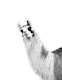 Cute Llama Black  White 1