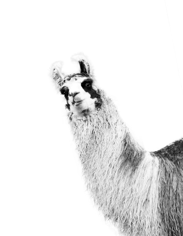 Cute Llama Black  White 1