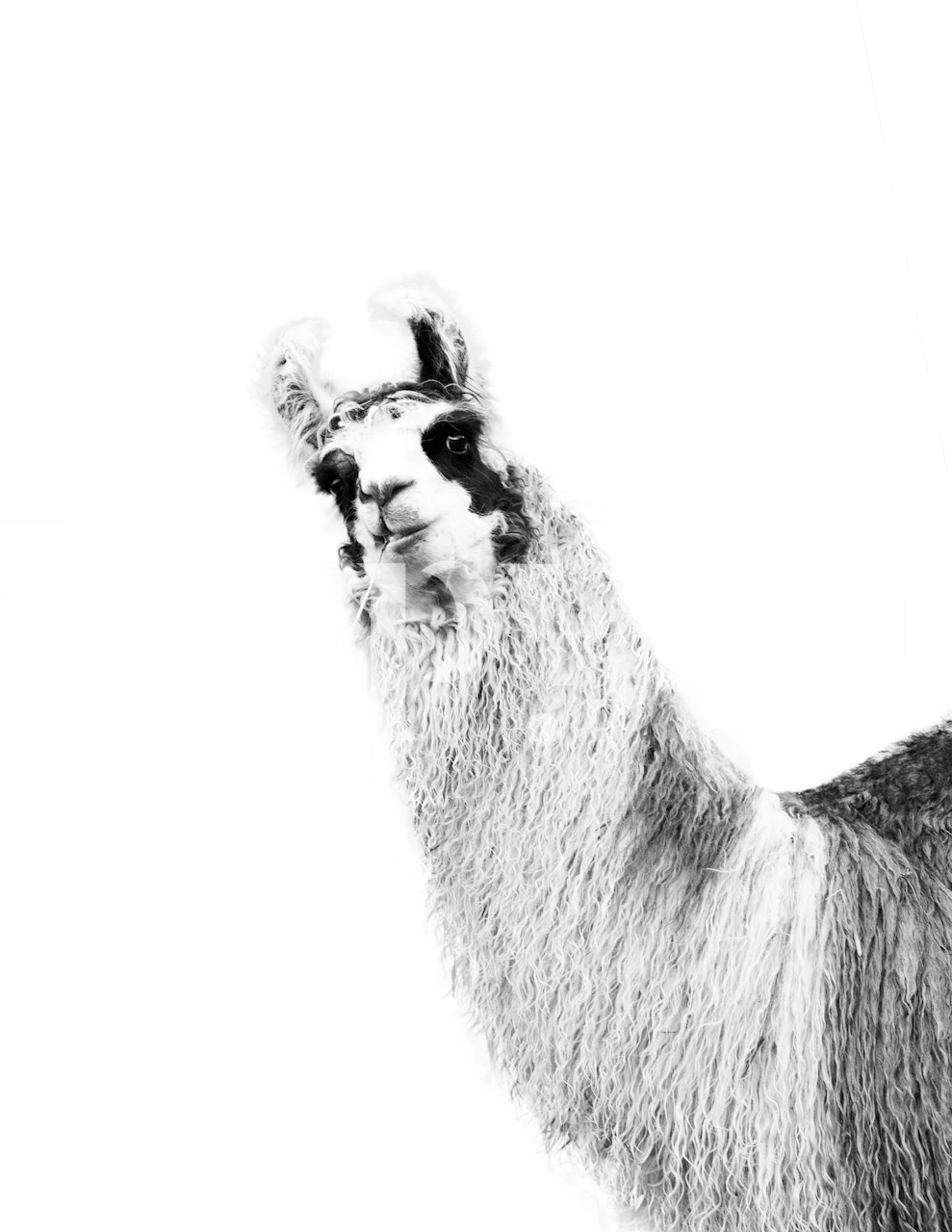 Cute Llama černobavý design
