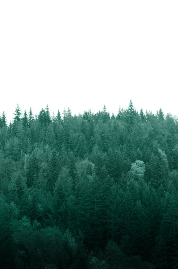 Deep Green Pine Trees 1