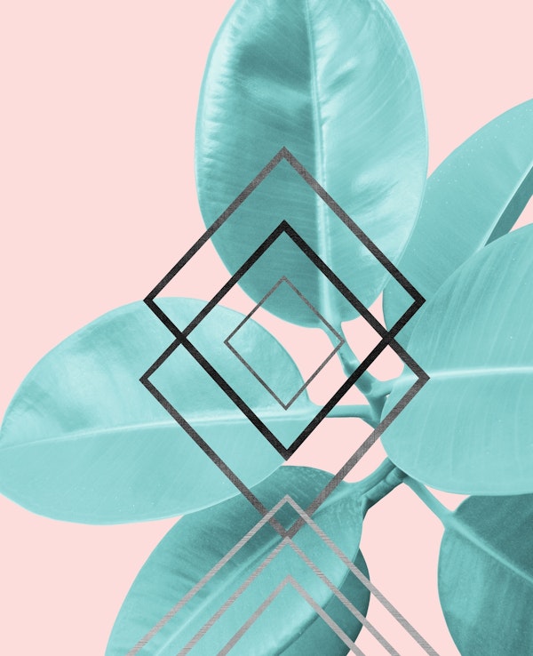 Ficus Elastica Geo Glam 1