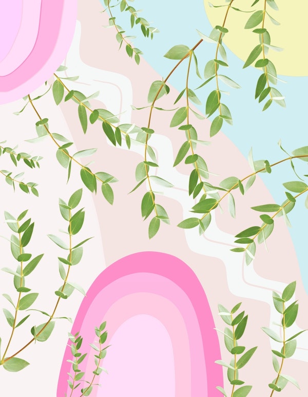 Eucalyptus Rainbow Dream 4