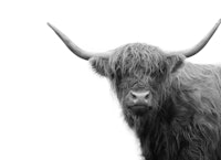 Highland Cow Black White 4 ταπετσαρία