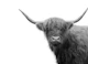 Highland Cow Black White 4