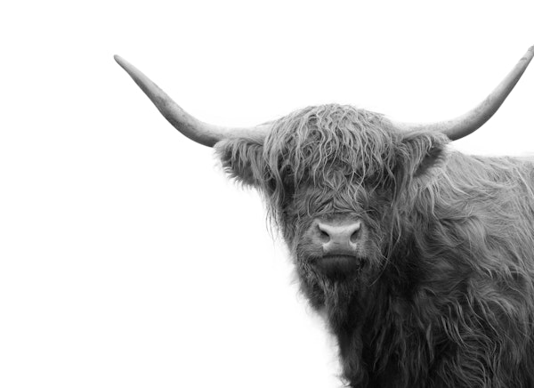 Highland Cow Black White 4
