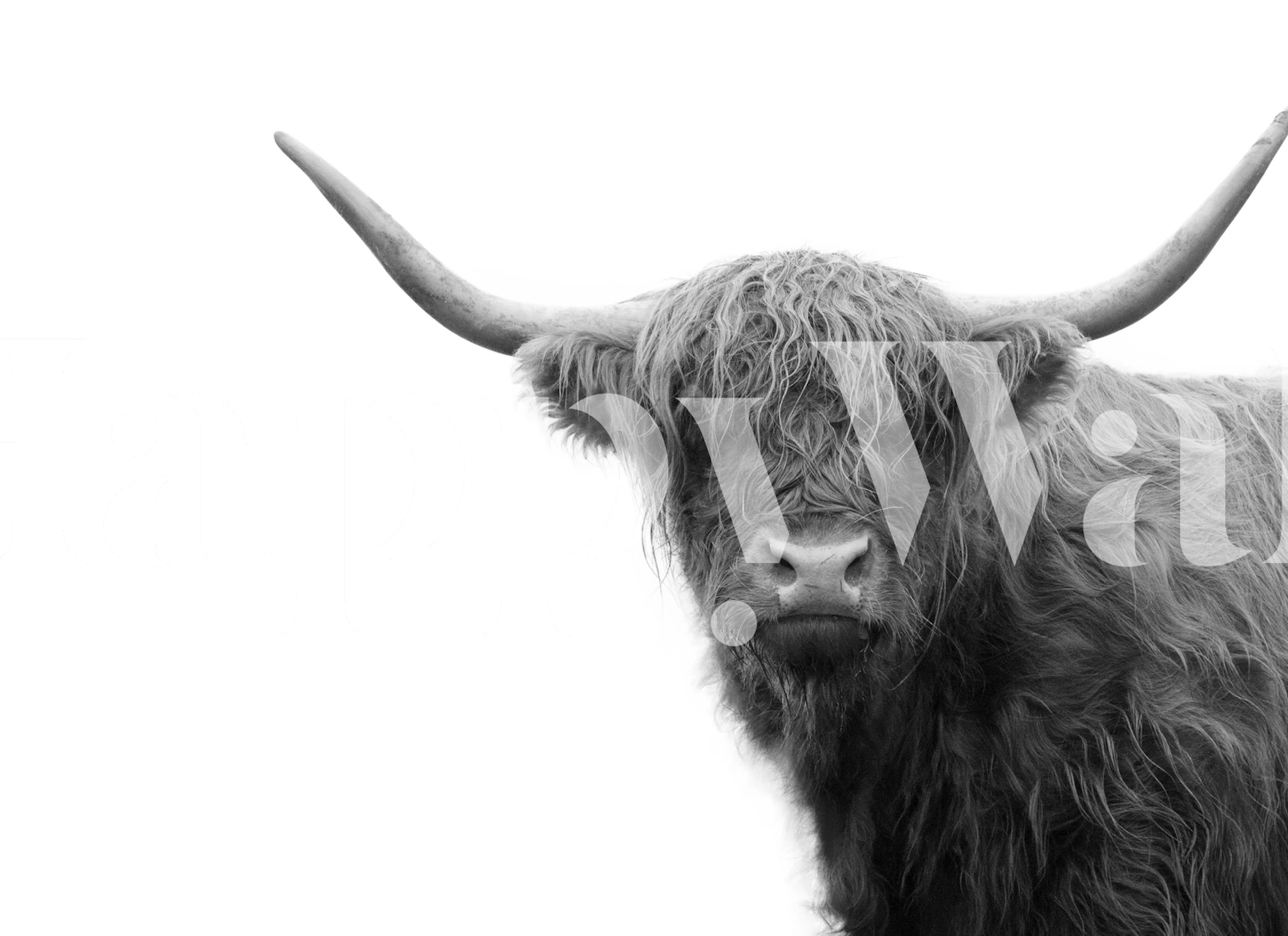Highland Cow Black White wallpaper in a room