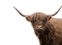 Highland Cow 5 ταπετσαρία
