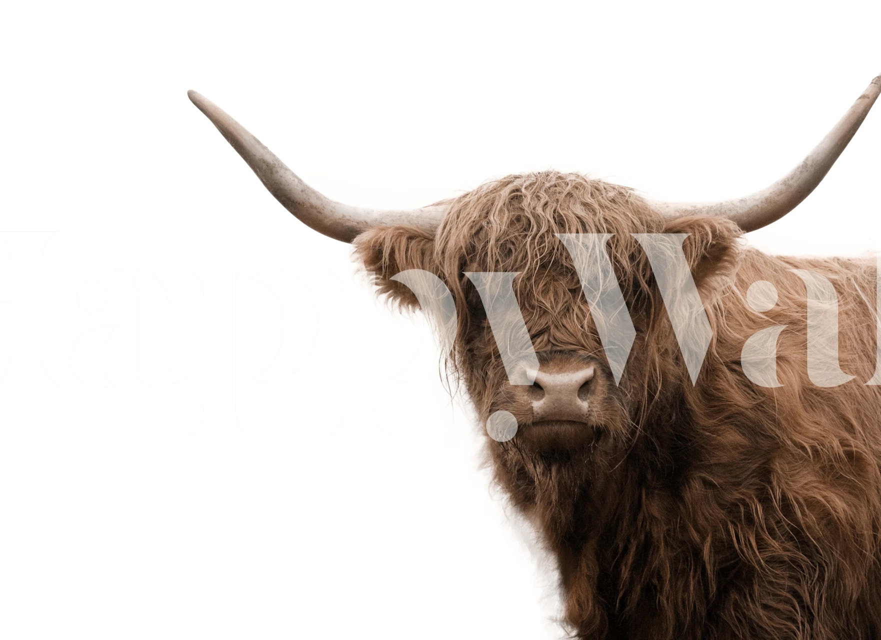 Highland cow portrait in brown tones on a white background wallpaper