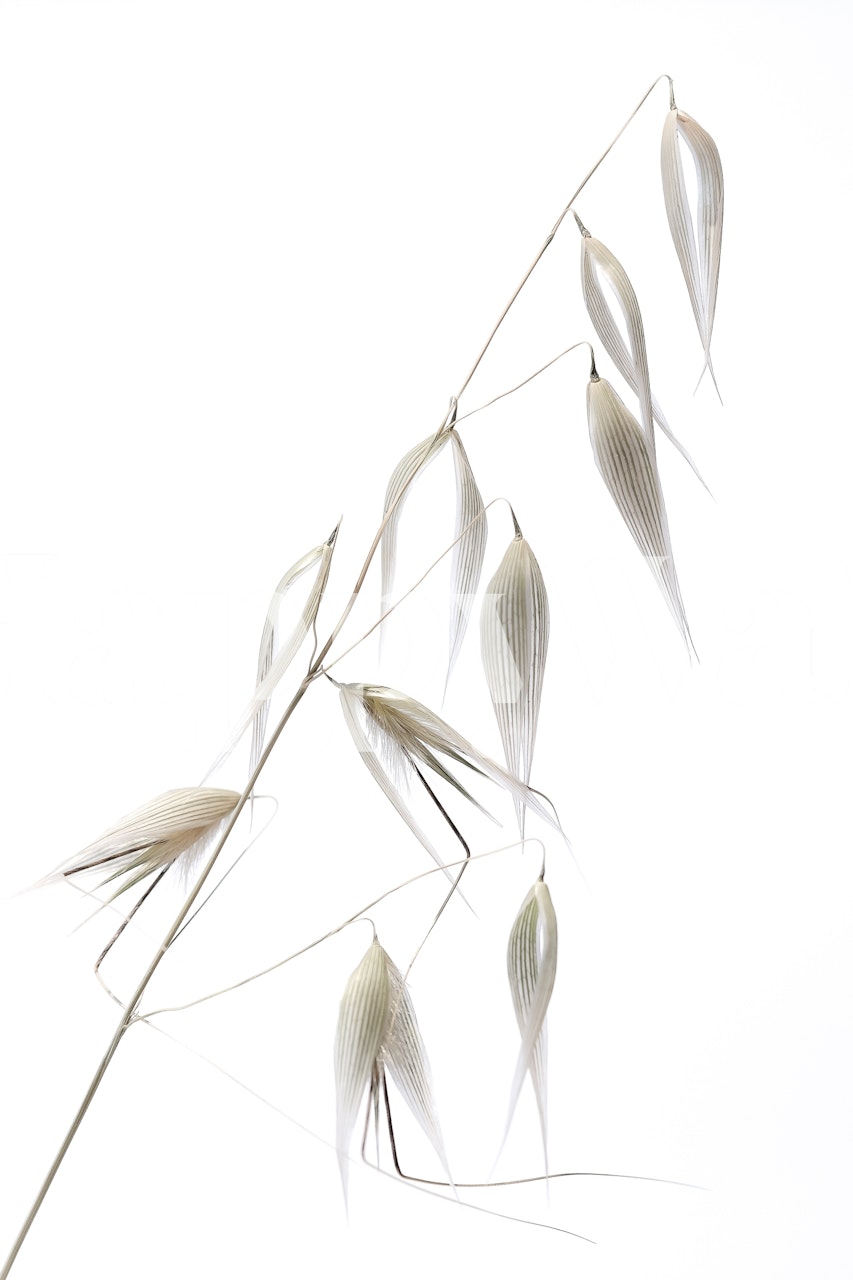 Minimalist reeds on a white background wall mural