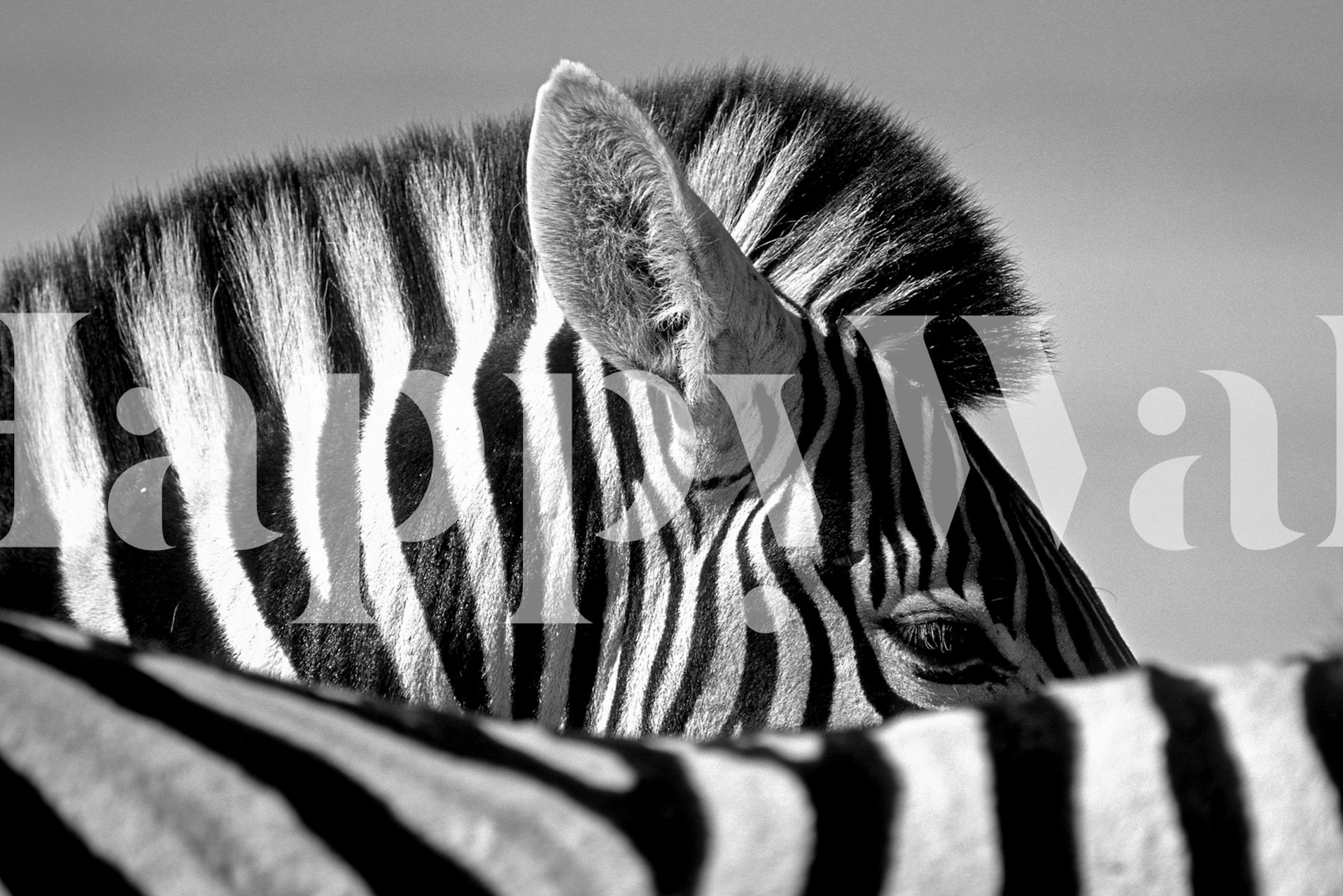 Curious Zebra wallpaper in a stylish room