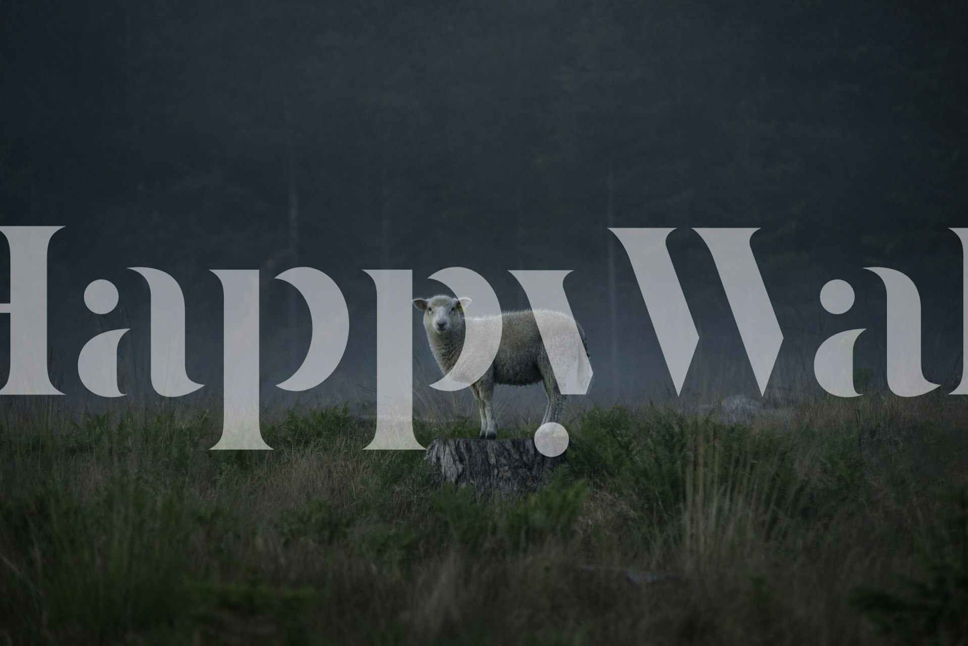 Moody sheep tapet i ett rum