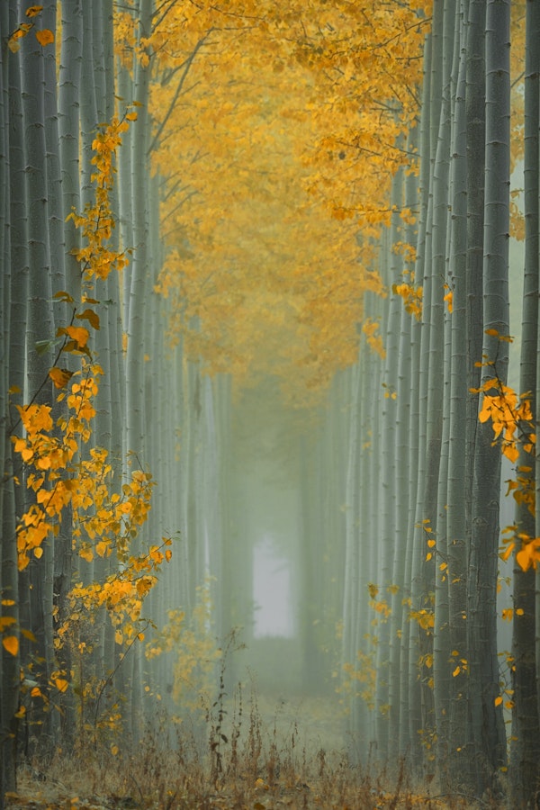 Misty Autumn Path