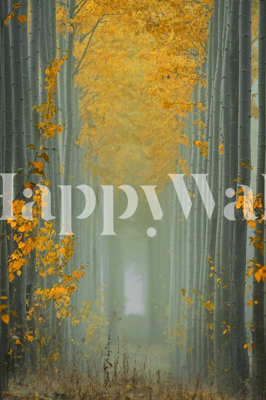 Misty Autumn Path wallpaper in a room