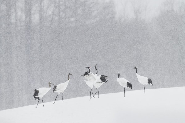 Japanese Cranes