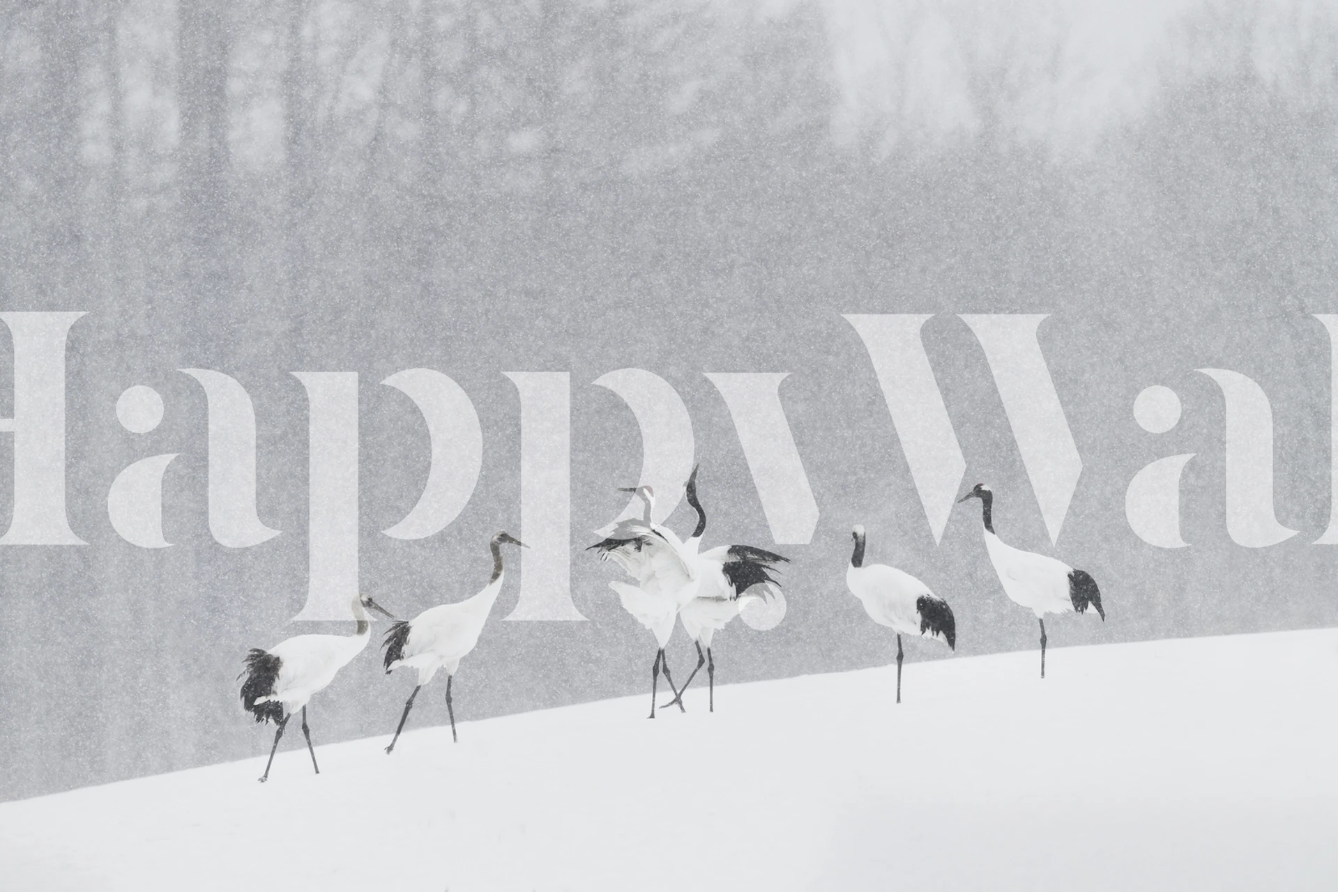 Fototapeta Japonští jeřábi ve sněhu