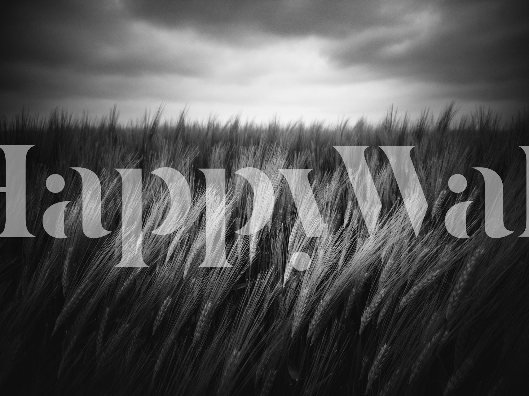Black and white wheat field wallpaper with cloudy sky