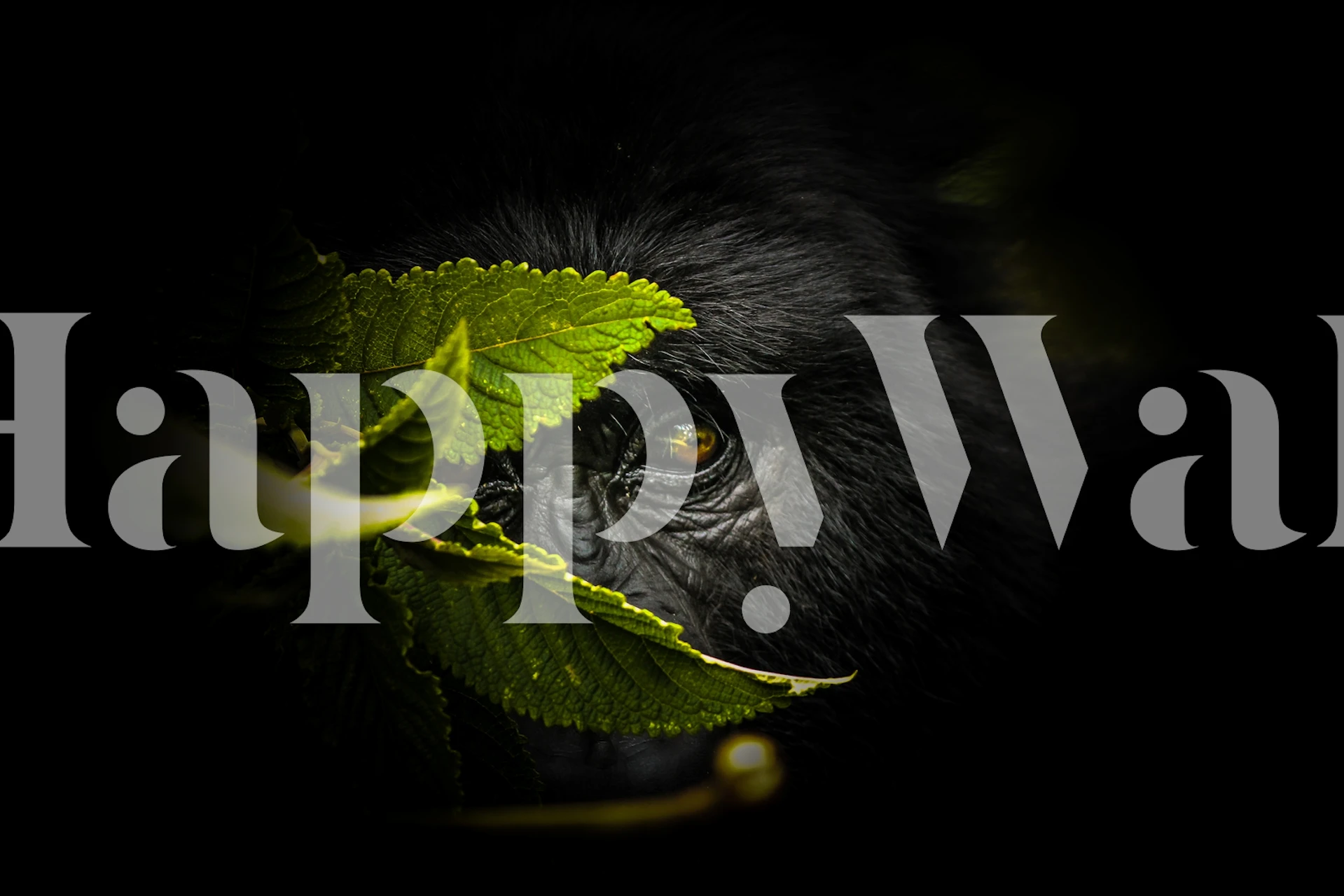 Gorilla peeking through lush green leaves on black background wallpaper