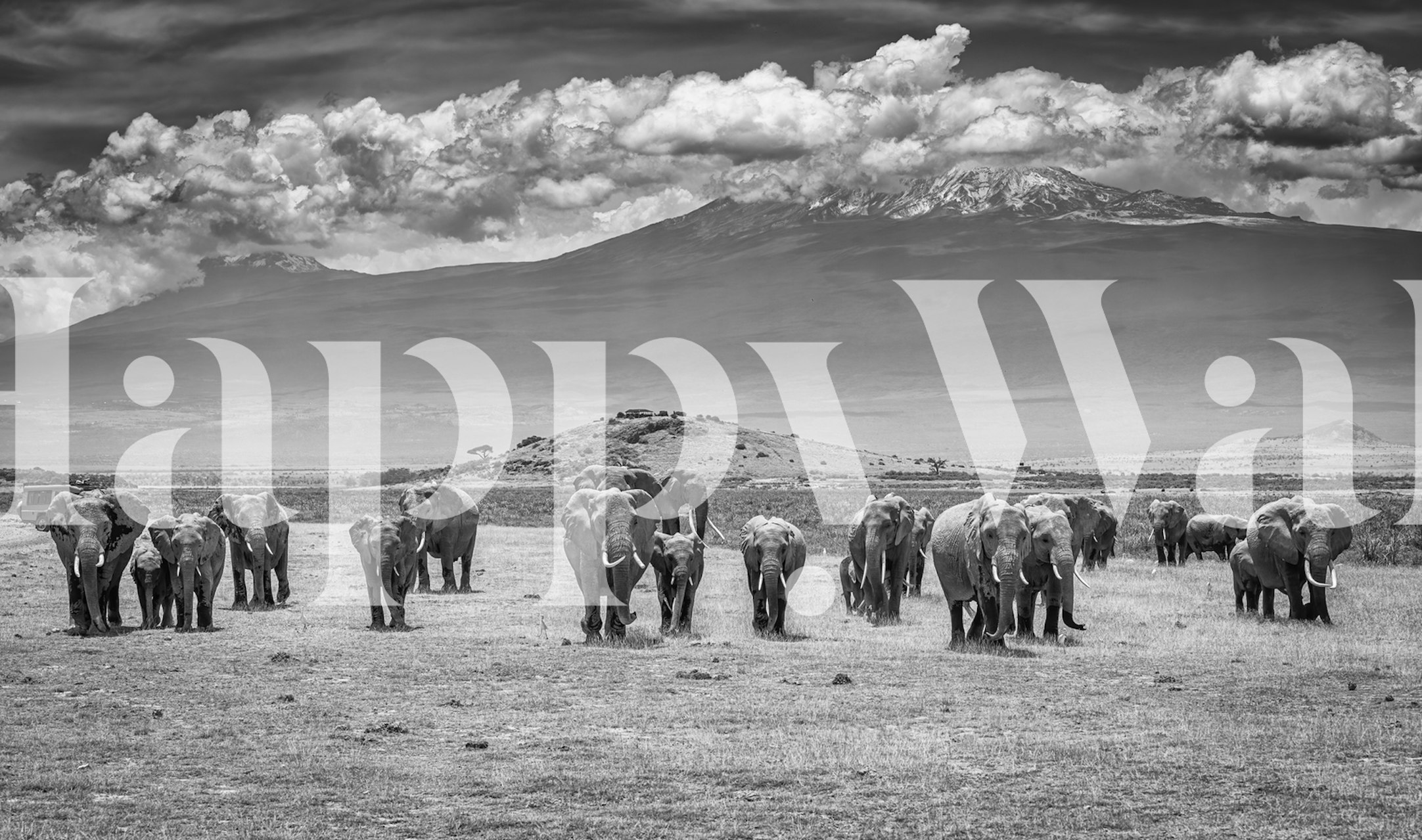 The Titans wallpaper featuring elephants in a room