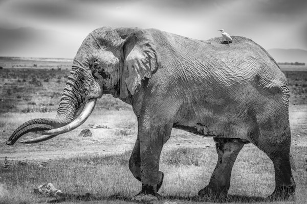 Mighty Tim and friend