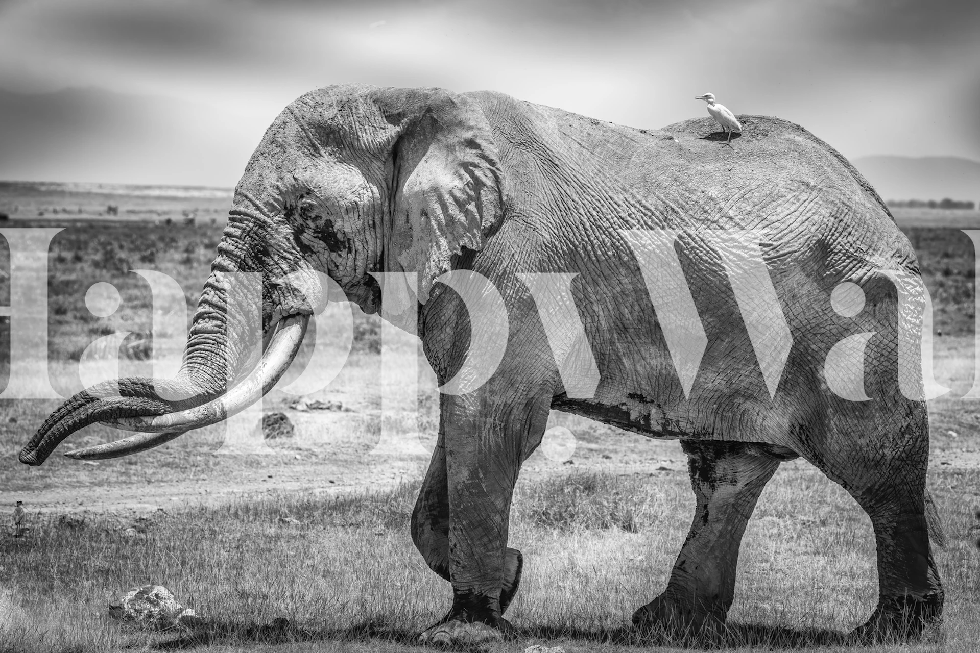 Black and white wall mural with a majestic elephant in a serene natural setting