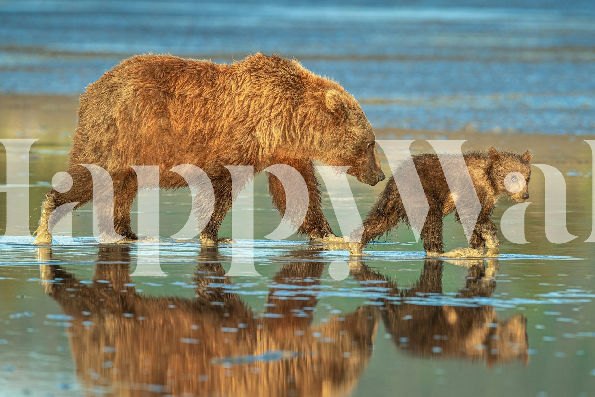 Bear and cub wallpaper in a cozy room