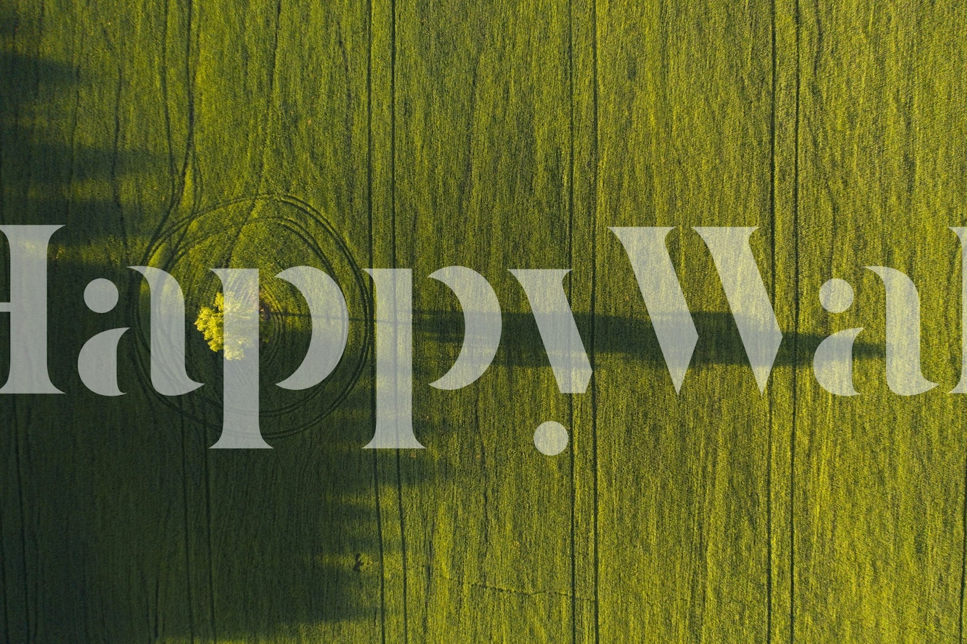 Solitary tree with reflection on a green backdrop wall mural