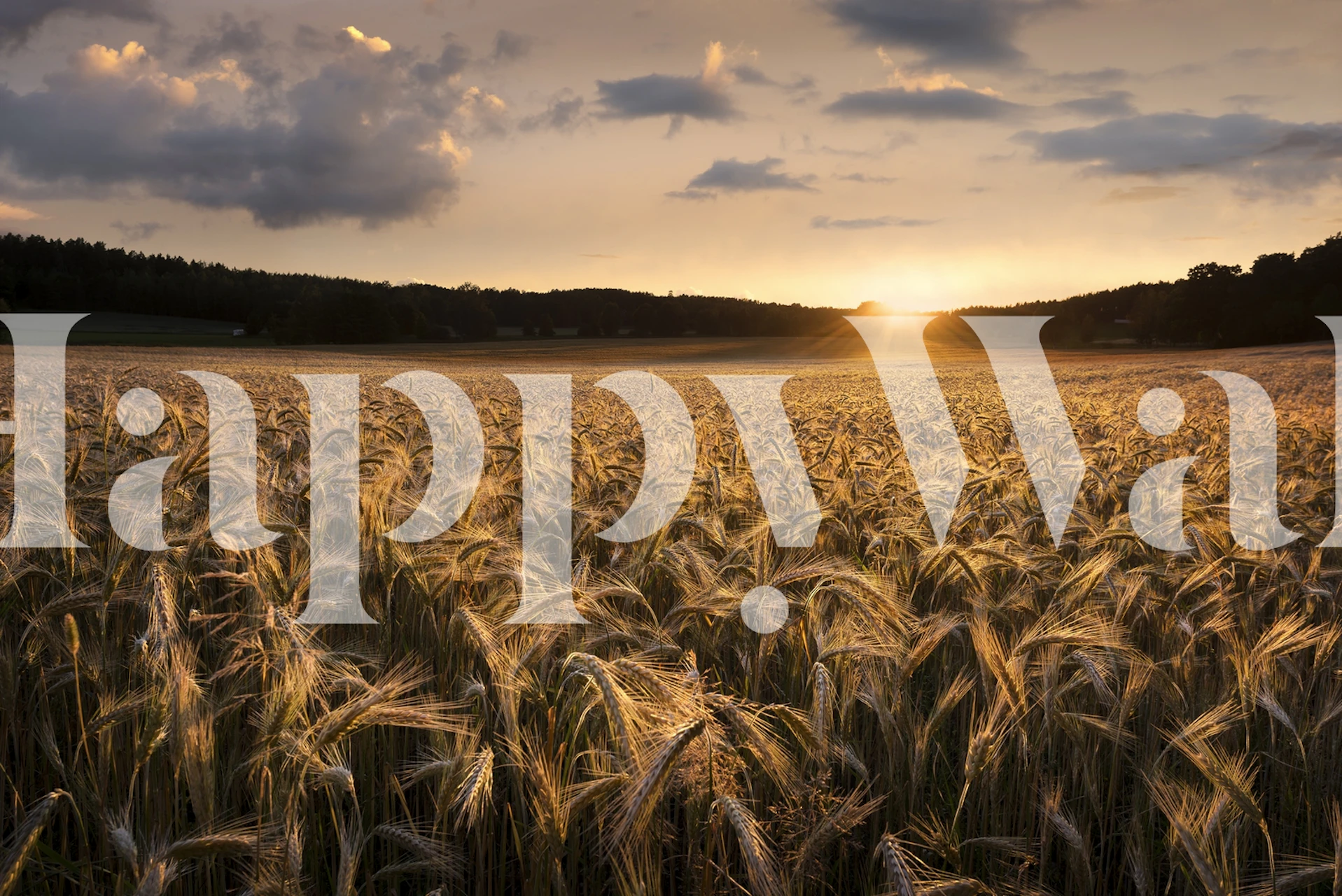 Fields of gold wallpaper in a room